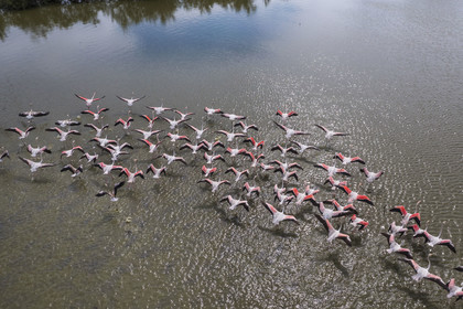 France, Gard, Vauvert, the Petite Camargue, Scamandre Regional Nature Reserve, flight of pink flamingos (Phoenicopterus roseus) (aerial view)