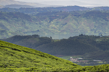 Rwanda, Province de l’Ouest, Gisakura, plantation de thé et le lac Kivu en arrière plan