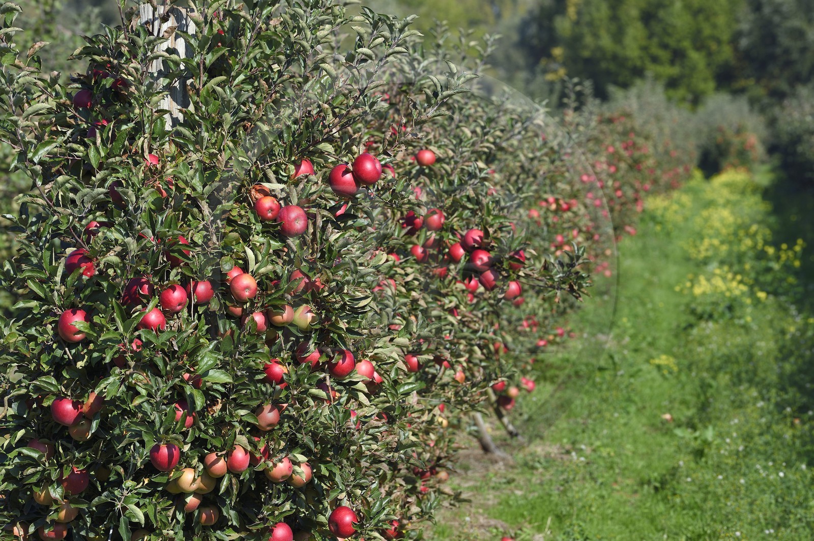 France, Seine-Maritime (76), Pays de Caux, Parc naturel régional des Boucles de la Seine normande, Jumièges, pommiers de la Route des fruits dans les vergers en bordure de Seine