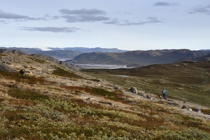Groenland, région du centre ouest vers Kangerlussuaq, randonneur dans un paysage de toundra et la calotte glaciaire en arrière plan