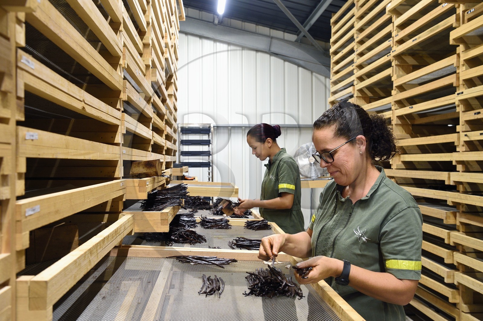 France, Ile de la Reunion, Saint-Louis, Domaine de Bellevue, producteur de vanille biologique, calibrage des gousses de vanille