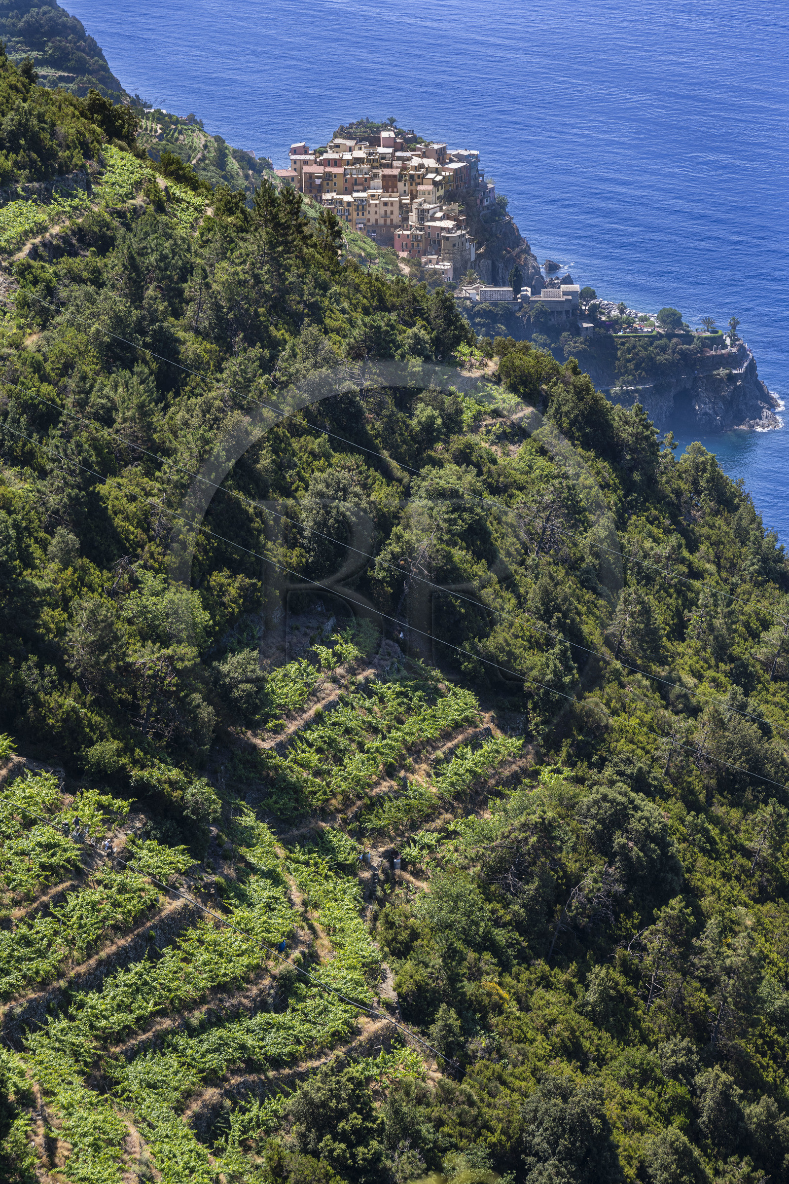 Italie, Ligurie, Cinque Terre, parc national des Cinque Terre classé Patrimoine Mondial de l'UNESCO, randonnée sur le sentier GR 586 passant dans le vignoble en terrasse entre Corniglia et Volastra au dessus de Manarola, le village de  Manarola en arrière plan