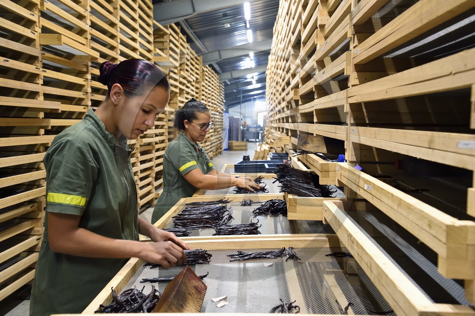 France, Reunion island (French overseas department), Saint Louis, Domaine de Bellevue, producer of organic vanilla, sizing vanilla pods