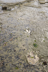 France, Vendée (85), Talmont Saint Hilaire, la Pointe du Payré, foreshore of the Veillon site at low tide, Didier Neault on the left and Jack Guichard on the right show us the tridactyl fossil traces of bipedal dinosaurs dated around 200 million years old