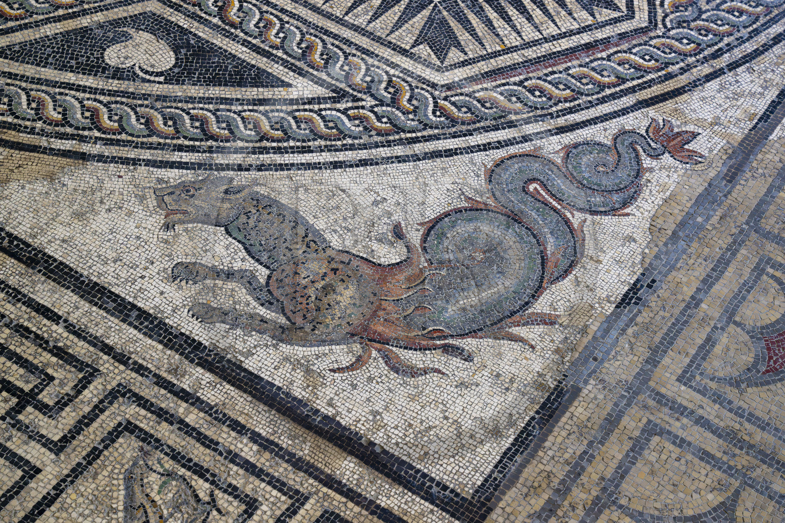 France, Vaucluse (84), Vaison-la-Romaine, site archéologique de Puymin, musée archéologique Théo Desplans, mosaïque de la Maison du Paon (milieu IIe siècle -fin IIIe siècle) située sur la colline du Puymin, la panthère marine (monstre marin) de l'écoinçon
