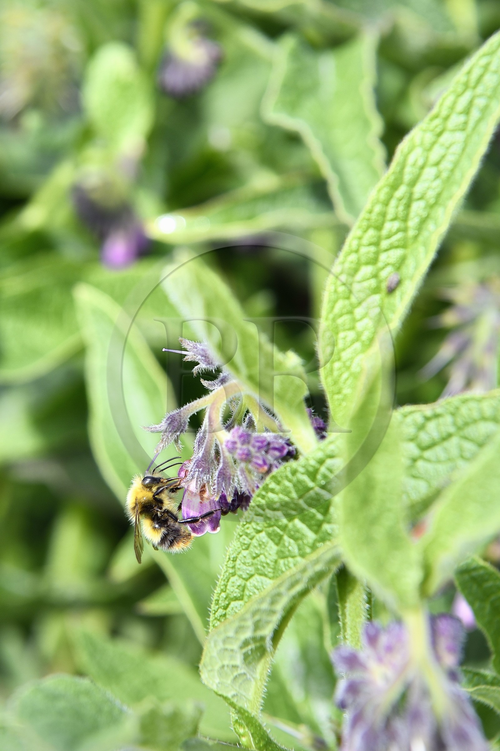 France, Charente-Maritime (17), abbaye de Trizay, le jardin médiévale, abeille entrain de butiner