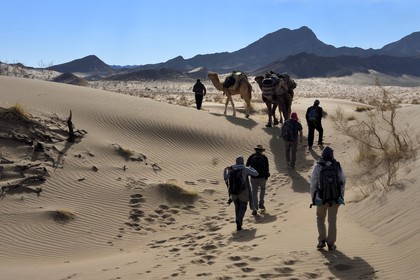 Iran, Province d'Ispahan, désert du Dasht-e Kavir, Mesr dans la région de Khur et Biabanak, caravane de dromadaires dans les dunes lors d'une randonnée chamelière