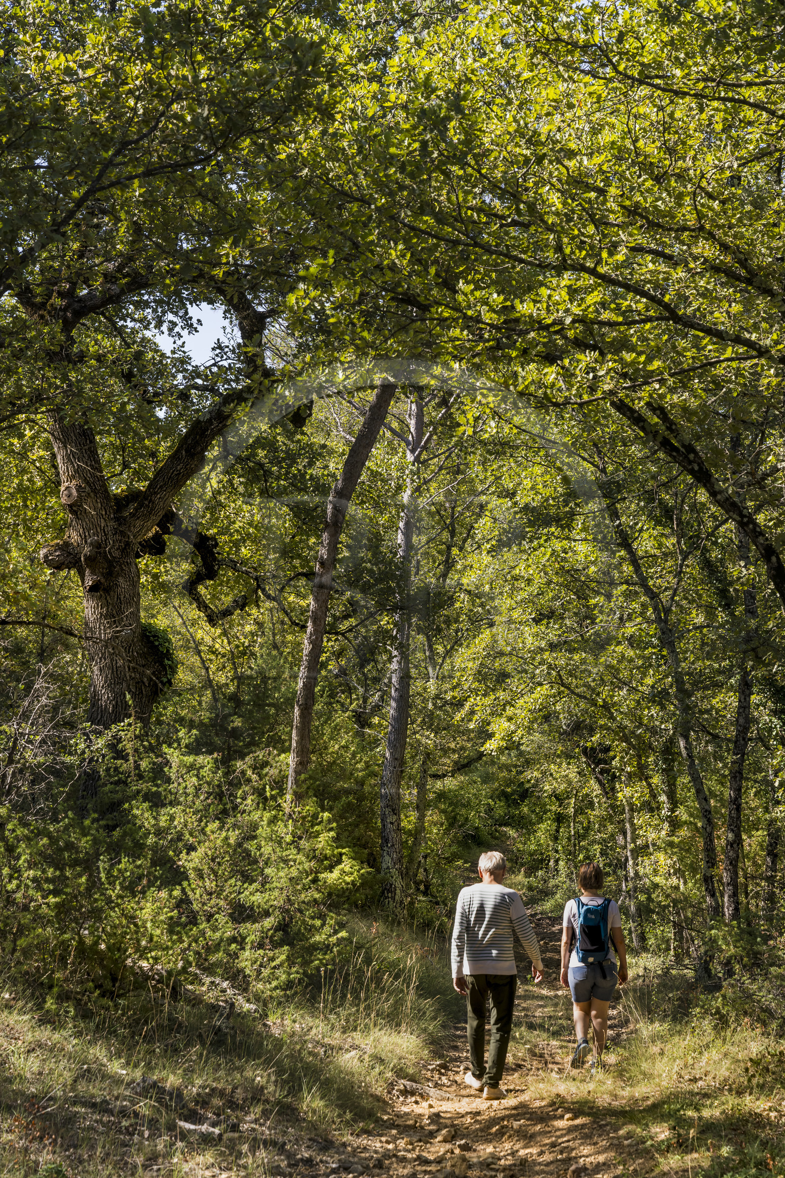 France, Var (83), Provence Verte, Bras, Académie du Bain de Forêt Provençale, forêt du domaine Le Peyrourier - une campagne en Provence France, Var (83), Provence Verte, Bras, Académie du Bain de Forêt Provençale, forêt du domaine Le Peyrourier - une campagne en Provence