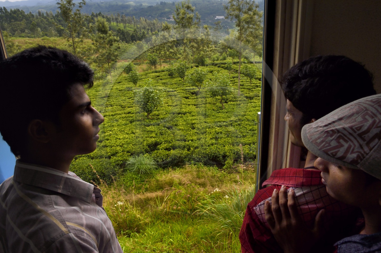Sri Lanka, Province du Centre, trajet en train dans la région montagneuse de la culture du thé entre Hatton et Badulla, ici entre Talawakele et Great Western