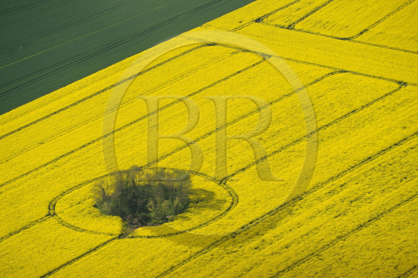 France, Eure (27), champ de colza en fleurs (vue aérienne)