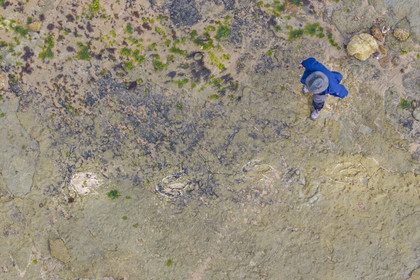 France, Vendée (85), Talmont Saint Hilaire, la Pointe du Payré, foreshore of the Veillon site at low tide, tridactyl fossil traces of bipedal dinosaurs dated around 200 million years old