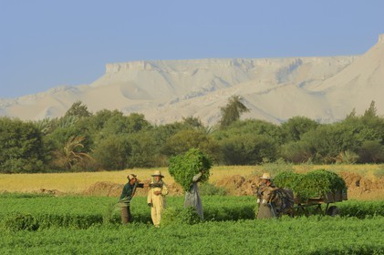 Egypte, désert libyque, oasis de Dakhla, travaux des champs