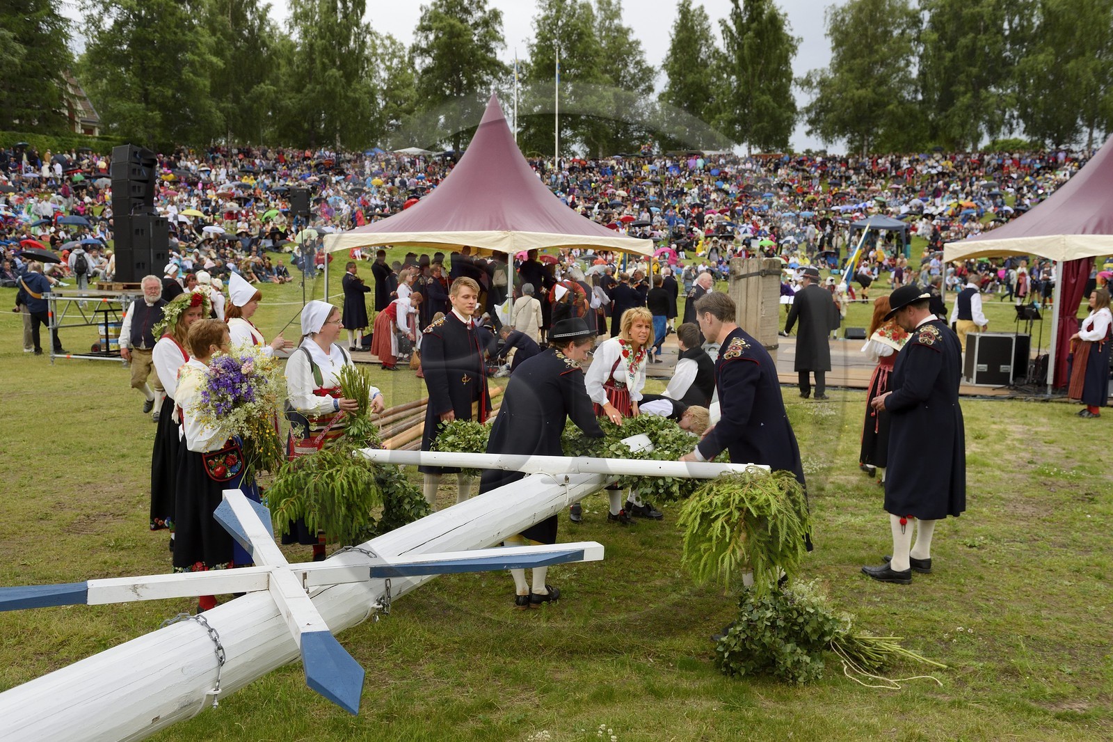 Suède, comté de Dalécarlie, les très populaires célébrations du solstice d'été à Leksand pour la Saint-Jean, préparation de l'arbre de mai