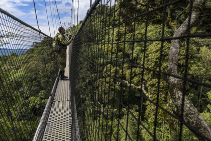 Rwanda, Province de l’Ouest, Colline Ibanda à Uwinka, Parc national de Nyungwe, le garde de African Parks Claver Mtoyinkima sur la Canopy walkway passerelle suspendue qui surplombe la canopée de la forêt tropicale à 70 mètres de haut