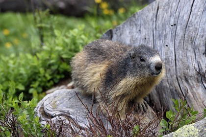 France, Alpes-Maritimes, parc national du Mercantour (Mercantour National Park), Valmasque valley, Marmot (Marmota)