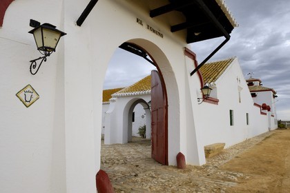 Spain, Andalusia, Seville Province, Utrera, the property El Toruno, breeding of fighting bulls