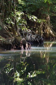 Caribbean, Dominica Island, Portsmouth, the banks of the Indian River, dragon's blood or blood-wood tree (Pterocarpus officinalis)