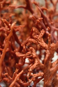 Croatie, Dalmatie, cote dalmate, Ile de Korcula, ville de Korcula, travail du corail rouge (Corallium rubrum) dans la boutique d'Irena Kastela, troisième génération de créateur de bijoux