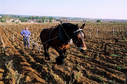 France, Côte-d'Or (21), vignes de Chambolle-Musigny, renouveau du labour à la charrue