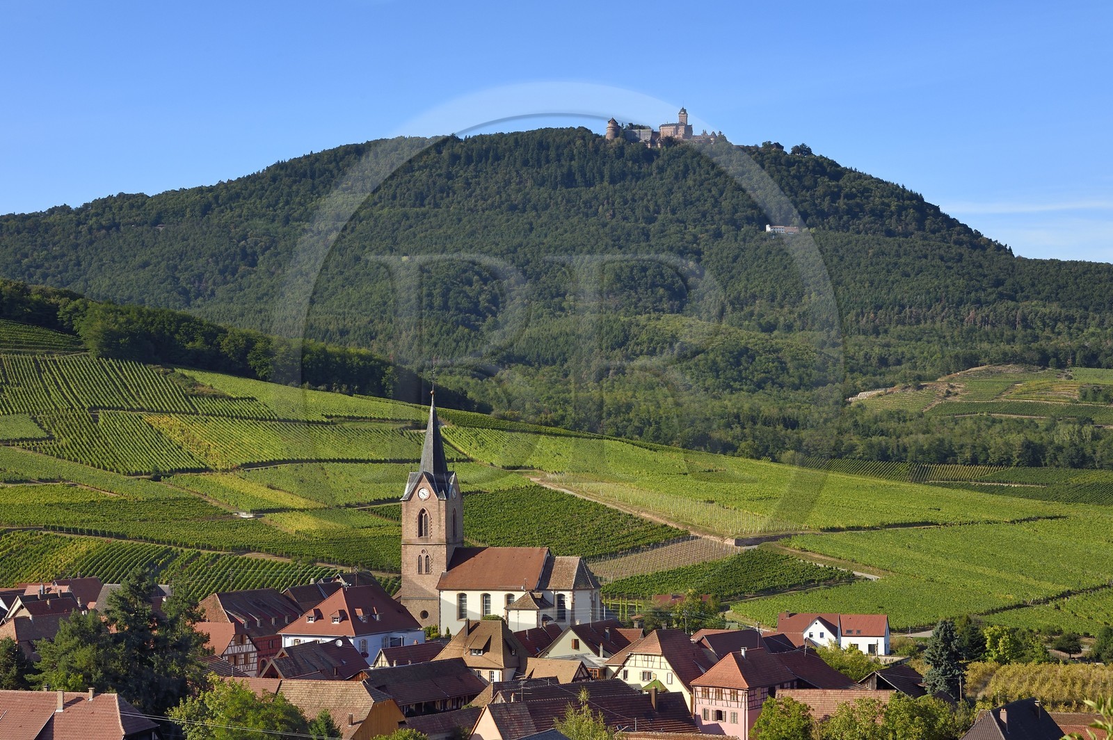 France, Haut-Rhin (68), Route des vins d'Alsace, le village de Rodern entouré de son vignoble et le Chateau du Haut-Koenigsbourg en arrière plan France, Haut-Rhin (68), Route des vins d'Alsace, le village de Rodern entouré de son vignoble et le Chateau du Haut-Koenigsbourg en arrière plan