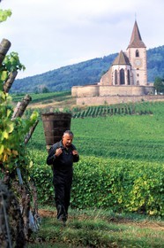 France, Haut Rhin, the Alsace wine road, Hunawihr Village, labelled Les Plus Beaux Villages de France (The Most Beautiful Villages of France), Christophe Kurtz grape picker with a wooden basket on his bac