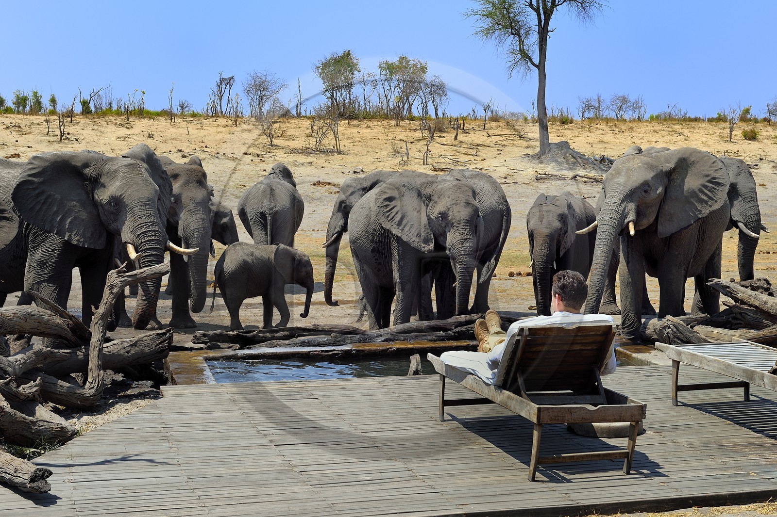 Zimbabwe, province de Matabeleland septentrional, parc national Hwange, Somalisa Expedition Camp de African Bush Camps, observation des éléphants venus boire en bordure du lodge