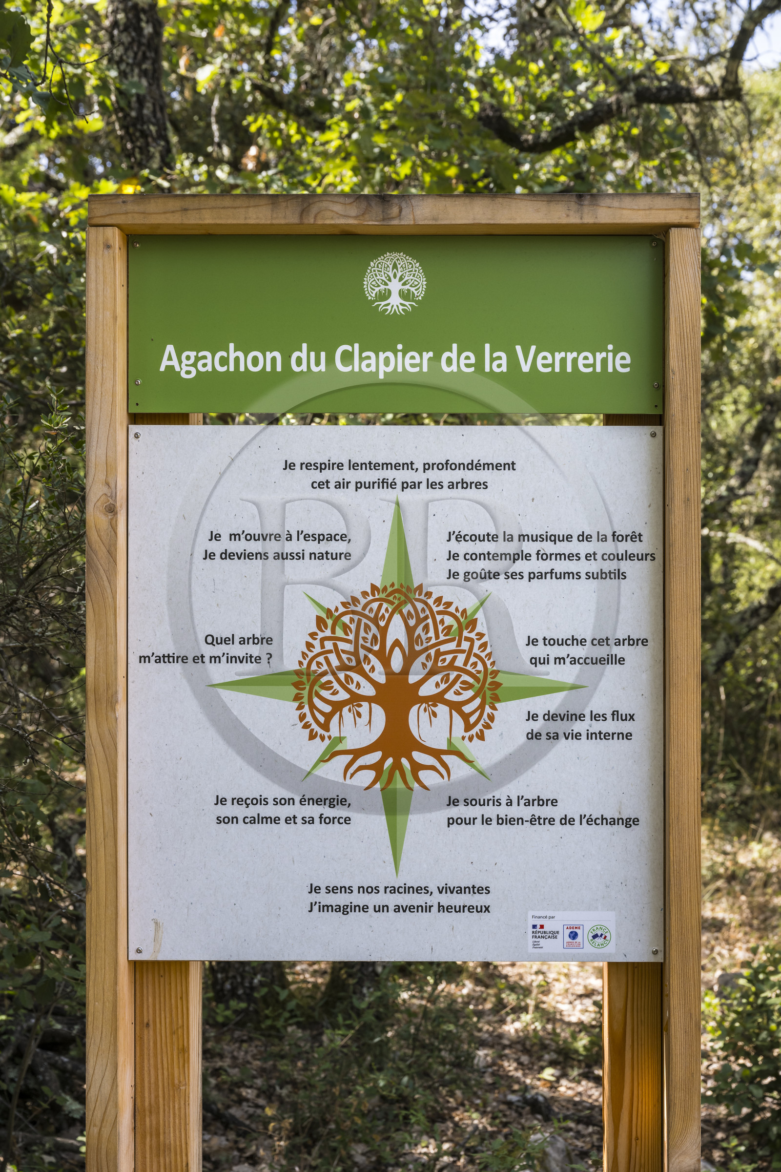 France, Var (83), Provence Verte, Bras, Académie du Bain de Forêt Provençale, forêt du domaine Le Peyrourier - une campagne en Provence