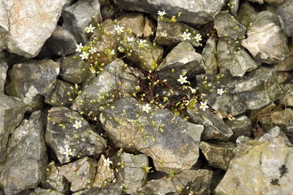 France, Var (83), Plan-d'Aups-Sainte-Baume, parc naturel régional de la Sainte-Baume, Massif de la Sainte-Baume, Sabline de Provence ou Herbe à Gouffé (Arenaria provincialis)