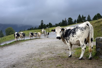 France, Haut-Rhin (68), Kruth, ferme auberge marcaire du Schafert, troupeau de vaches vosgiennes