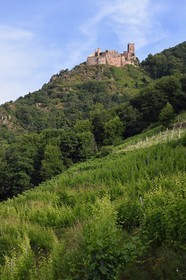 France, Haut Rhin, the Alsace Wine Route, Ribeauville, Saint Ulrich Castle