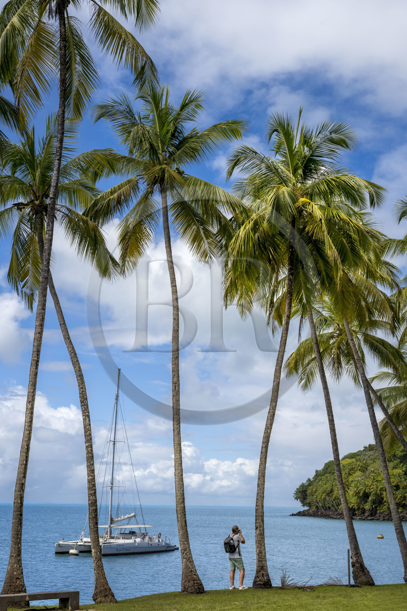 France, Guyane, Kourou, Iles du Salut, Ile Royale, allée de cocotiers au débarcadère