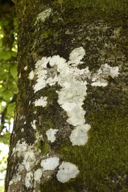 France, Finistere, Parc Naturel Regional d'Armorique (Armorica Regional Natural Park), Brennilis, in Breton folklore a Korrigan is a fairy or dwarf-like spirit that may hide in the trees