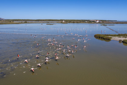 France, Hérault (34), Frontignan, vol de flamants roses (Phoenicopterus roseus) dans l'étang d'Ingril dans les anciens salins (vue aérienne)