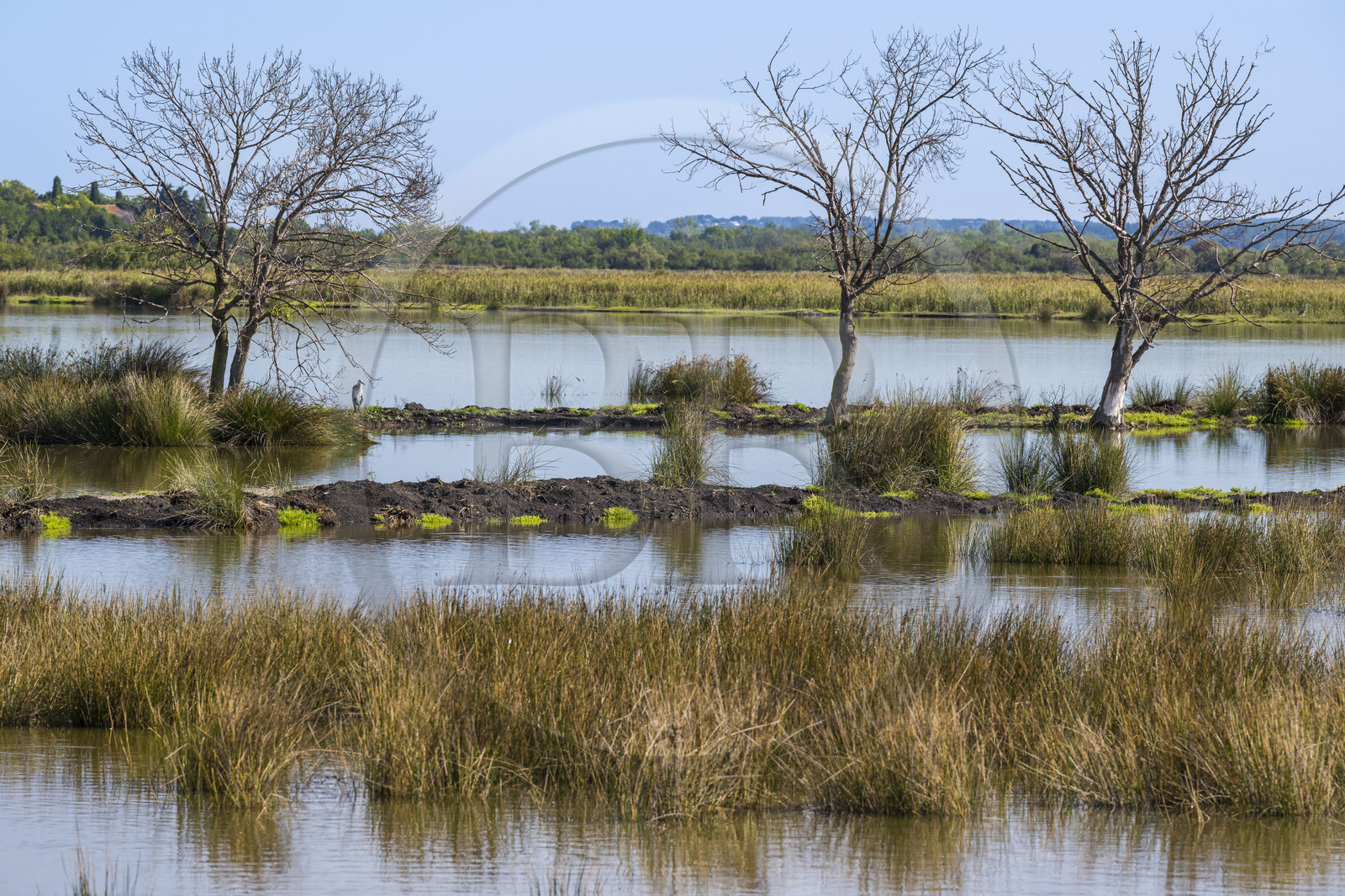 France, Gard (30), Aigues-Mortes, Saint-Laurent-d'Aigouze, la Petite Camargue