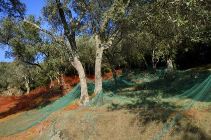 France, Corse du Sud, Alta Rocca, Sainte-Lucie-de-Tallano (Santa Lucia di Tallà), nets for the picking of olives of germaines de Tallano variety
