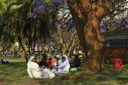 Zimbabwe, Harare, African Unity Square (formerly Cecil Square), nuns sitting under a jacaranda