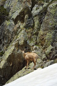 France, Alpes-Maritimes, national park of Mercantour, chamois (Rupicapra rupicapra) in the Madone de Fenestre valley