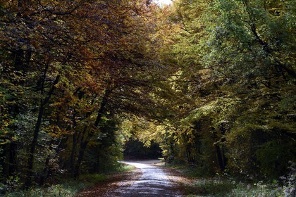 France, Meuse, Lorraine Regional Park, the D332 road which runs along the Cotes de Meuse ridge