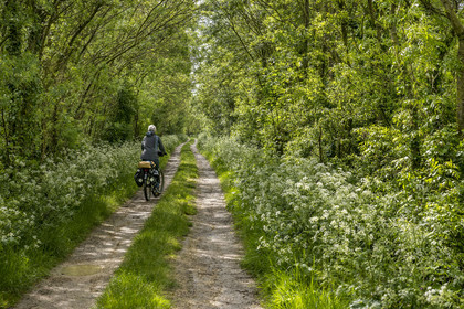 France, Vendée (85), Parc Interrégional du Marais Poitevin labellisé Grand Site de France, Maillezais, randonnée cycliste sur la piste de la véloroute Vendée Vélo Tour qui traverse le marais