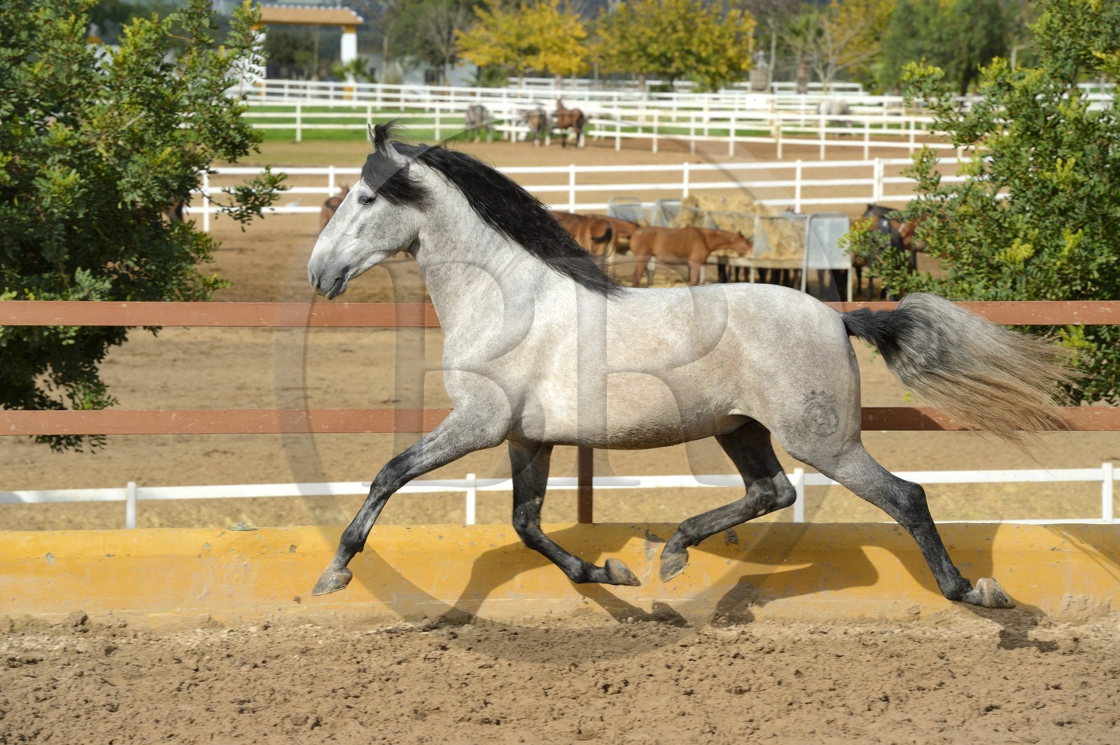 Espagne, Andalousie, province de Séville, Utrera, le haras Ayala (Yeguada Ayala), entrainement d'un Pure race espagnole ou PRE (Pura Raza Espanola)