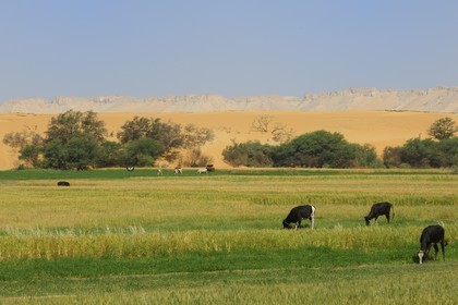 Egypte, désert libyque, oasis de Dakhla, travaux des champs