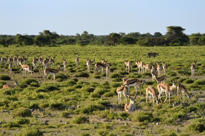 Namibie, région de Oshikoto, Parc National d'Etosha, lionne (Panthera leo) en chasse approchant d'un troupeau de springboks (antidorcas marsupalis)