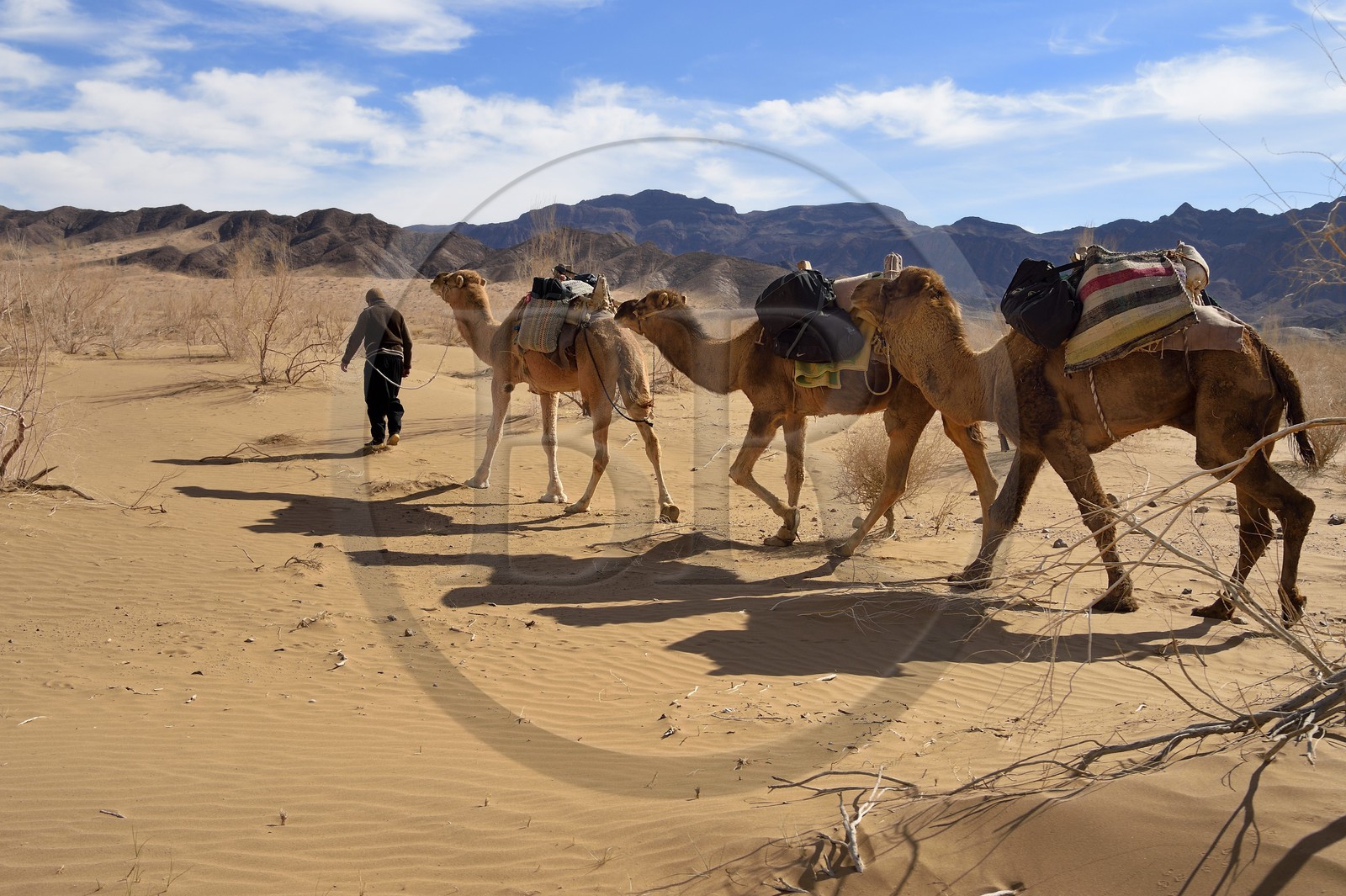 Iran, Province d'Ispahan, désert du Dasht-e Kavir, Mesr dans la région de Khur et Biabanak, caravane de dromadaires