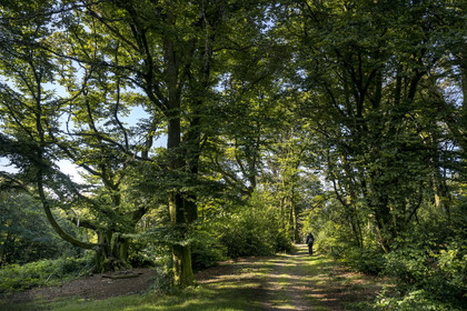 France, Saone et Loire, regional natural park of Morvan, Saint Leger sous Beuvray, oppidum of Bibracte, capital of the Celtic people of the Aedui, archaeological site on Mount Beuvray, hikers in the forest at the top of the mountain