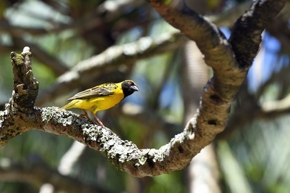 France, Ile de la Reunion, Parc national de La Réunion, classé Patrimoine Mondial de l'UNESCO, Sainte-Rose, anse des Cascades, tisserin gendarme (Ploceus cucullatus) aussi appelé Oiseau Bellier ou Zwazo Belye