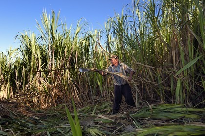 France, Ile de la Reunion, côte sud, Petite-Ile, François coupeur créole de canne à sucre dans un champ de canne à sucre