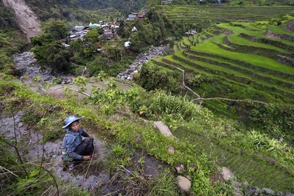 Philippines, province d'Ifugao, les rizières en terrasses de Banaue autour du village de Cambulo, classées Patrimoine Mondial de l'UNESCO, Daria Faith Wingin 32 ans, mariée et mère de deux enfants, débroussaille une parcelle pour replanter