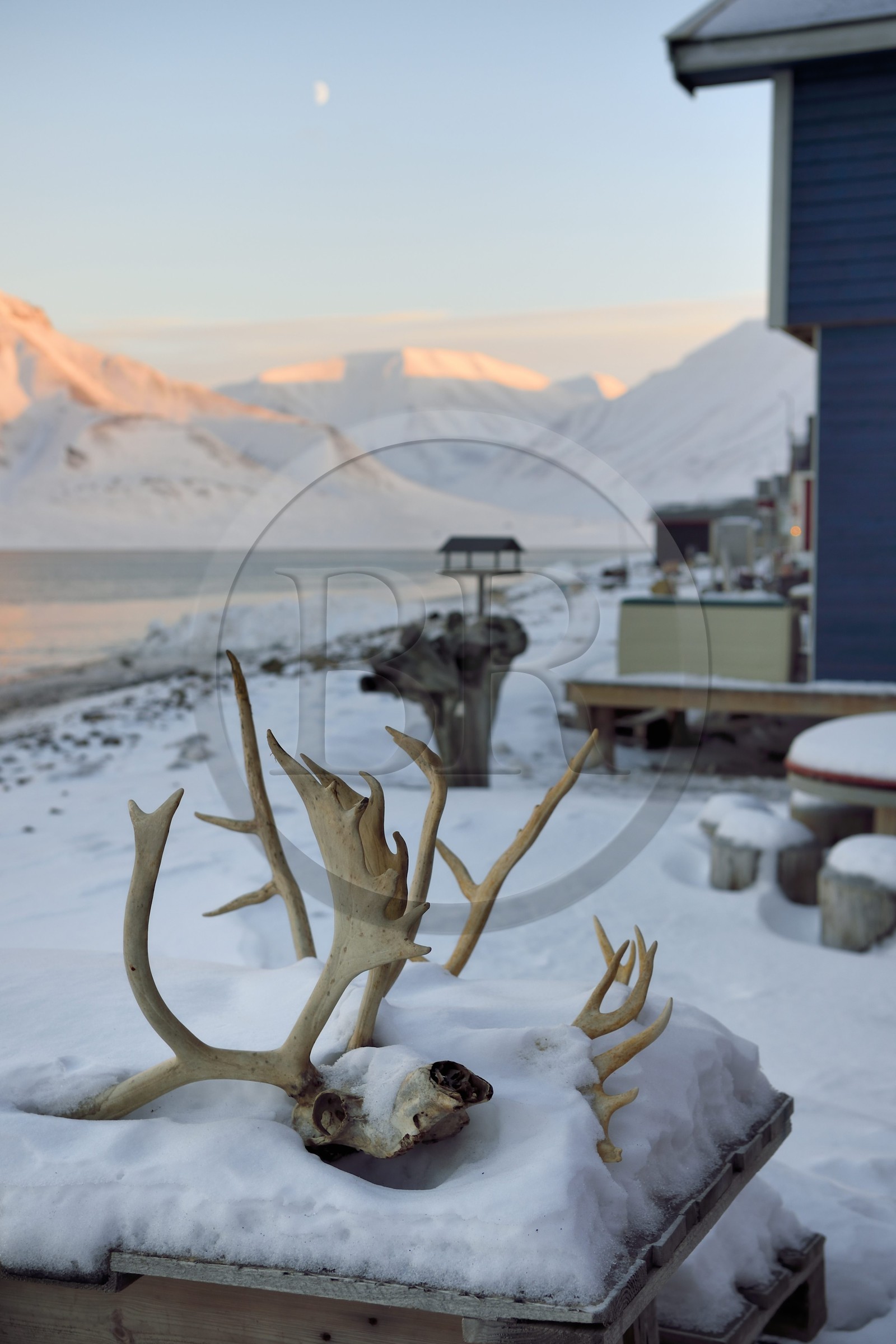 Norvège, Svalbard, Spitzberg, Longyearbyen, maisons en bois en bordure de l'Adventfjorden, crâne de renne Norvège, Svalbard, Spitzberg, Longyearbyen, maisons en bois en bordure de l'Adventfjorden, crâne de renne
