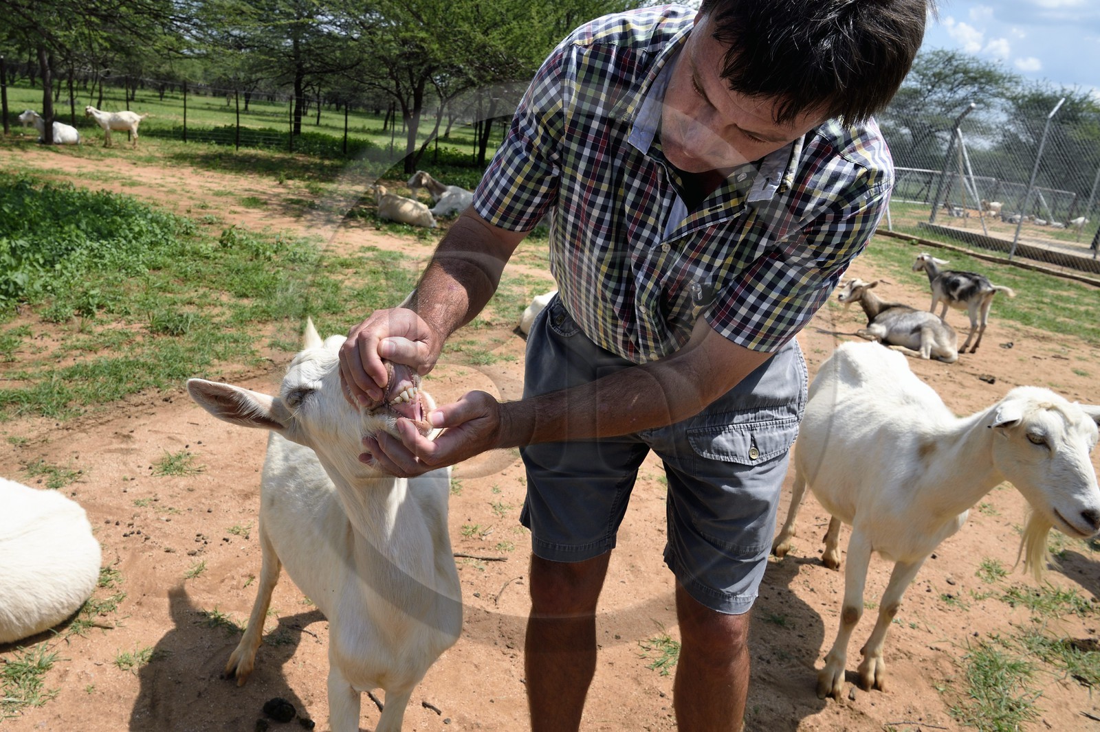 Namibie, Otjiwarongo, Cheetah Conservation Fund, centre de recherche et d'éducation, élevage de chèvres Alpines pour la production de lait et le gestionnaire des fermes Johan Britz