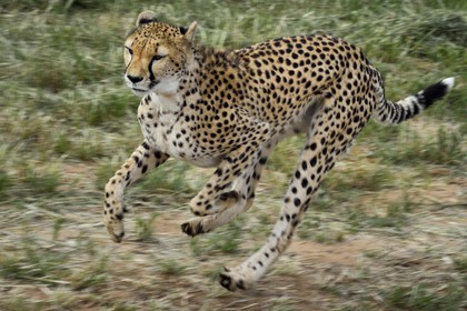 Namibie, Otjiwarongo, Cheetah Conservation Fund, centre de recherche et d'éducation, guépard (Acinonyx jubatus) entrainé à courir pour rester en forme et sain